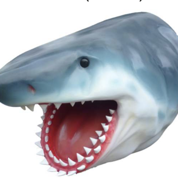 Lebensgroße Haifischkopf  -  Wanddekoration  -  140 cm  XXL