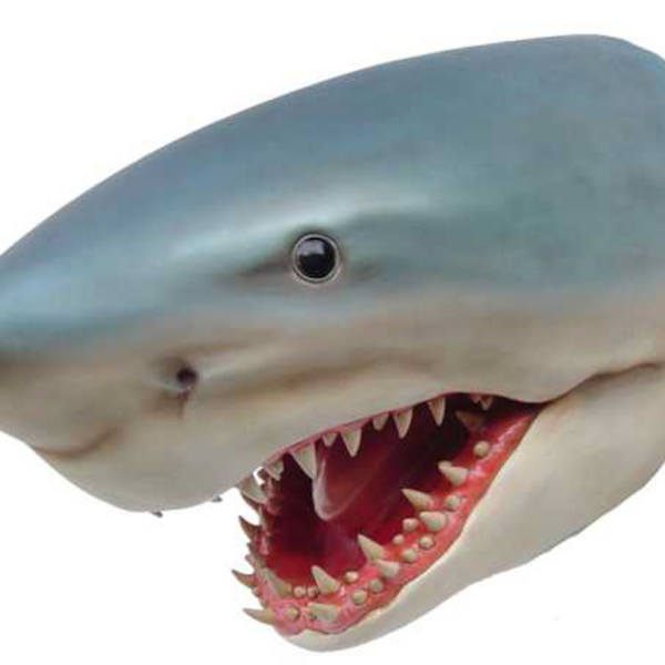 Lebensgroße Haifischkopf  -  Wanddekoration  -  80 cm