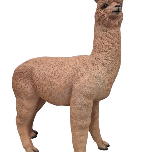 Alpaka -  163 cm - Natürliche Größe